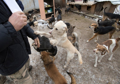 Прокуратура наказала подрядчика, сорвавшего сроки постройки приюта для животных в Воронеже