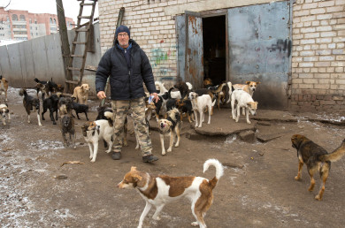 Бездомные собаки отказались есть еду из воронежской школы
