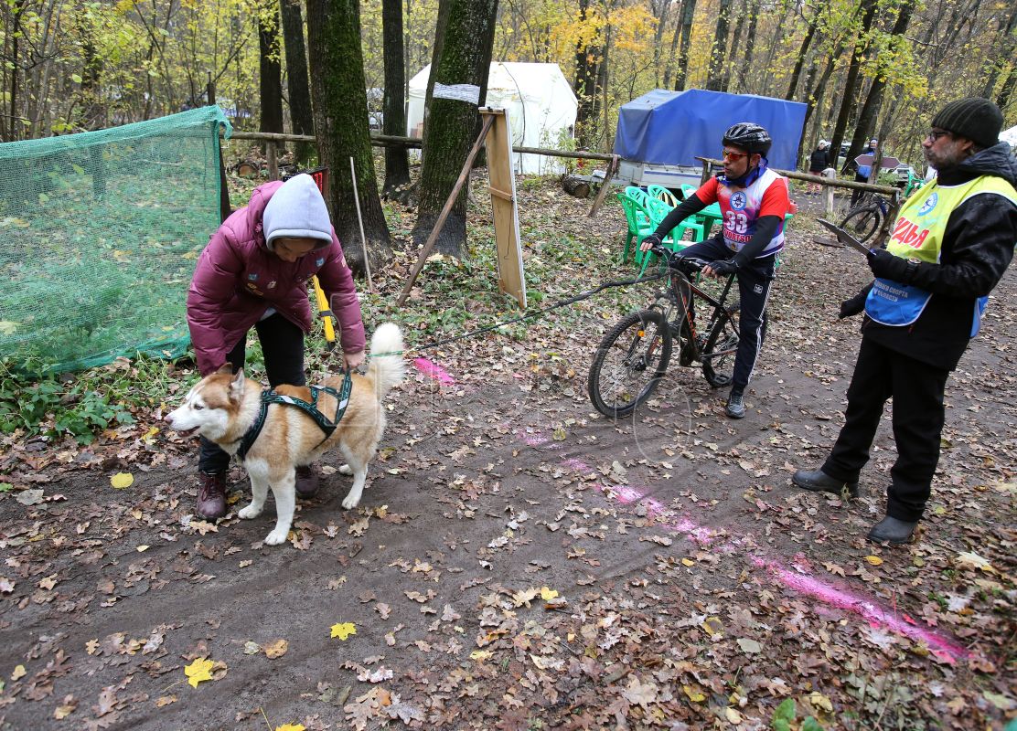 Лают, но&nbsp;не кусают. В Воронеже прошёл открытый чемпионат области по&nbsp;ездовому спорту