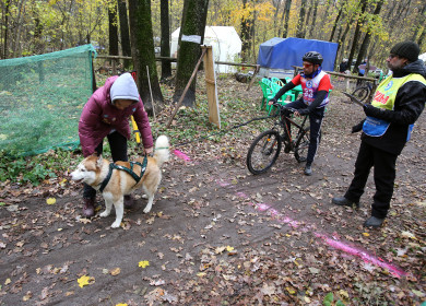 Лают, но не кусают. В Воронеже прошёл открытый чемпионат области по ездовому спорту