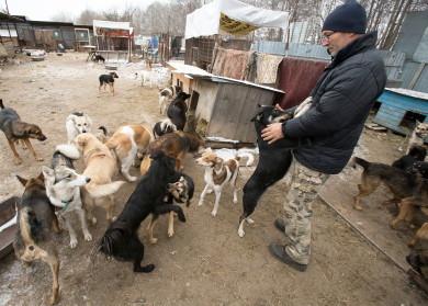 Мэрия Воронежа ответила на ролик зоозащитника о собаках, отказавшихся есть отходы из школьной столовой