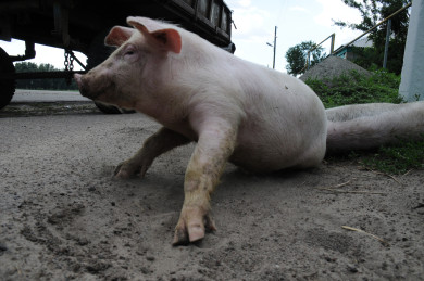 Карантин из-за африканской чумы свиней ввели на предприятии в Воронежской области