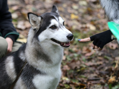 В гостях у хаски: что позабыли в осеннем воронежском лесу около 150 породистых собак