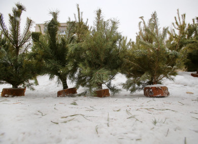 Назвали дату начала работы ёлочных базаров в Воронеже