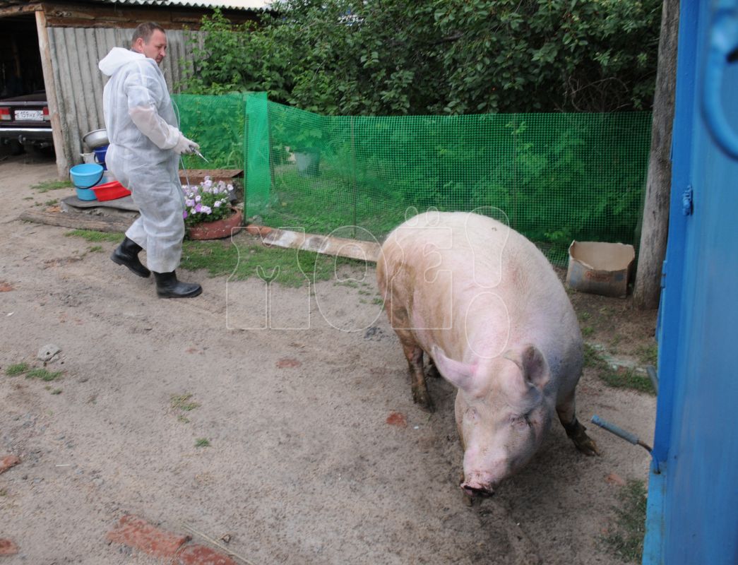 Карантин из-за чумы свиней ввели ещё&nbsp;в одном районе Воронежской области