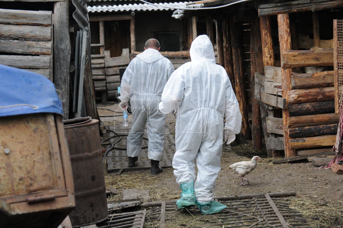 Карантин по&nbsp;сибирской язве отменили в&nbsp;Воронежской области