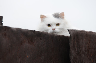 Пожарные спасли задыхающегося котёнка из горящей многоэтажки в Воронеже