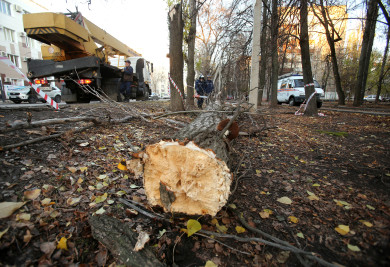 Рабочего раздавило упавшее дерево в воронежском парке