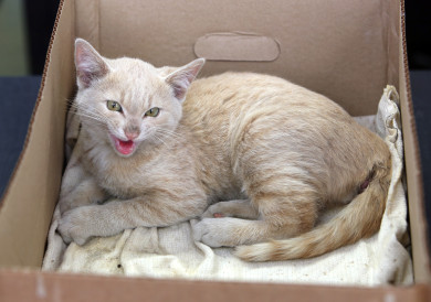 Пьяный мужчина украл породистых котят в Воронежской области