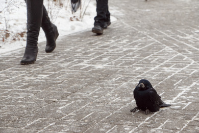 Прогноз погоды в Воронеже на субботу, 18 ноября