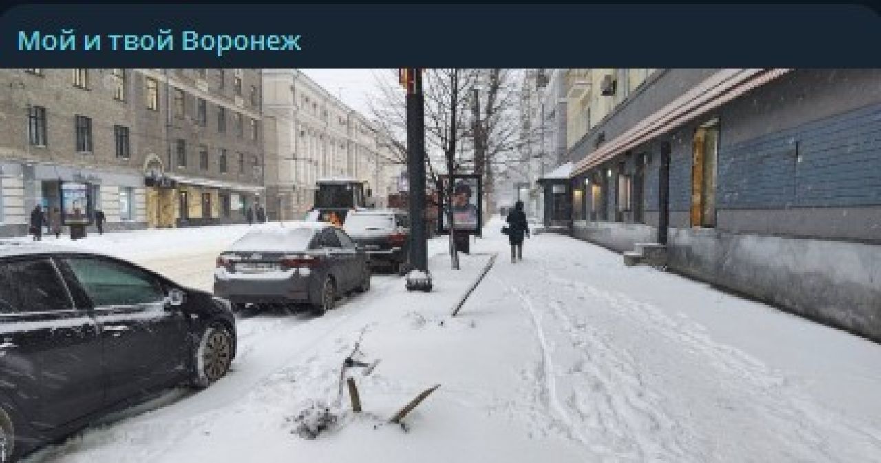 Полиция займётся случаем с&nbsp;уничтожением деревьев в&nbsp;Воронеже