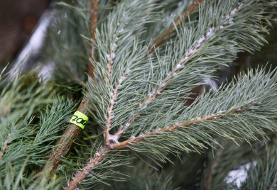 Хвойные леса начали усиленно патрулировать в Воронежской области