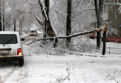 Более 20 деревьев рухнули в Воронеже из-за сильного ветра