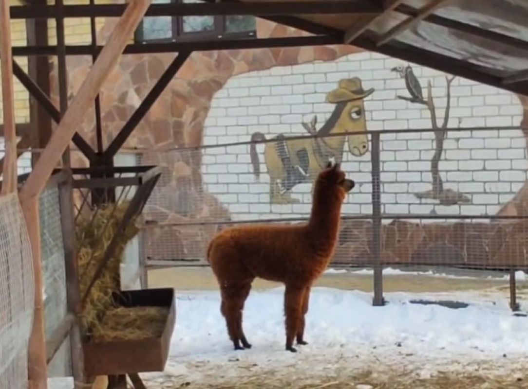 Малыш-альпака появился в&nbsp;Воронежском зоопарке