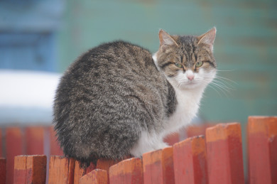 Три очага бешенства обнаружили в Воронежской области