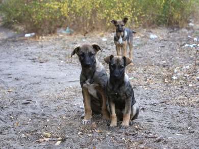 Карантин по бешенству ввели в одном из районов Воронежской области