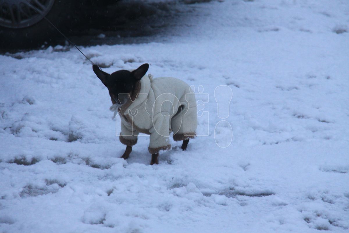 Прогноз погоды в&nbsp;Воронеже на&nbsp;четверг, 11 января