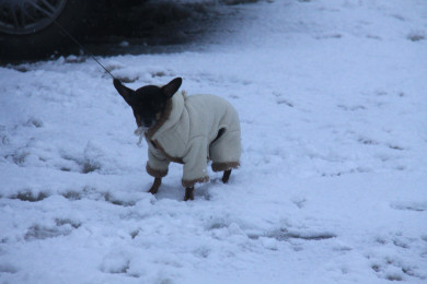 Прогноз погоды в Воронеже на четверг, 11 января