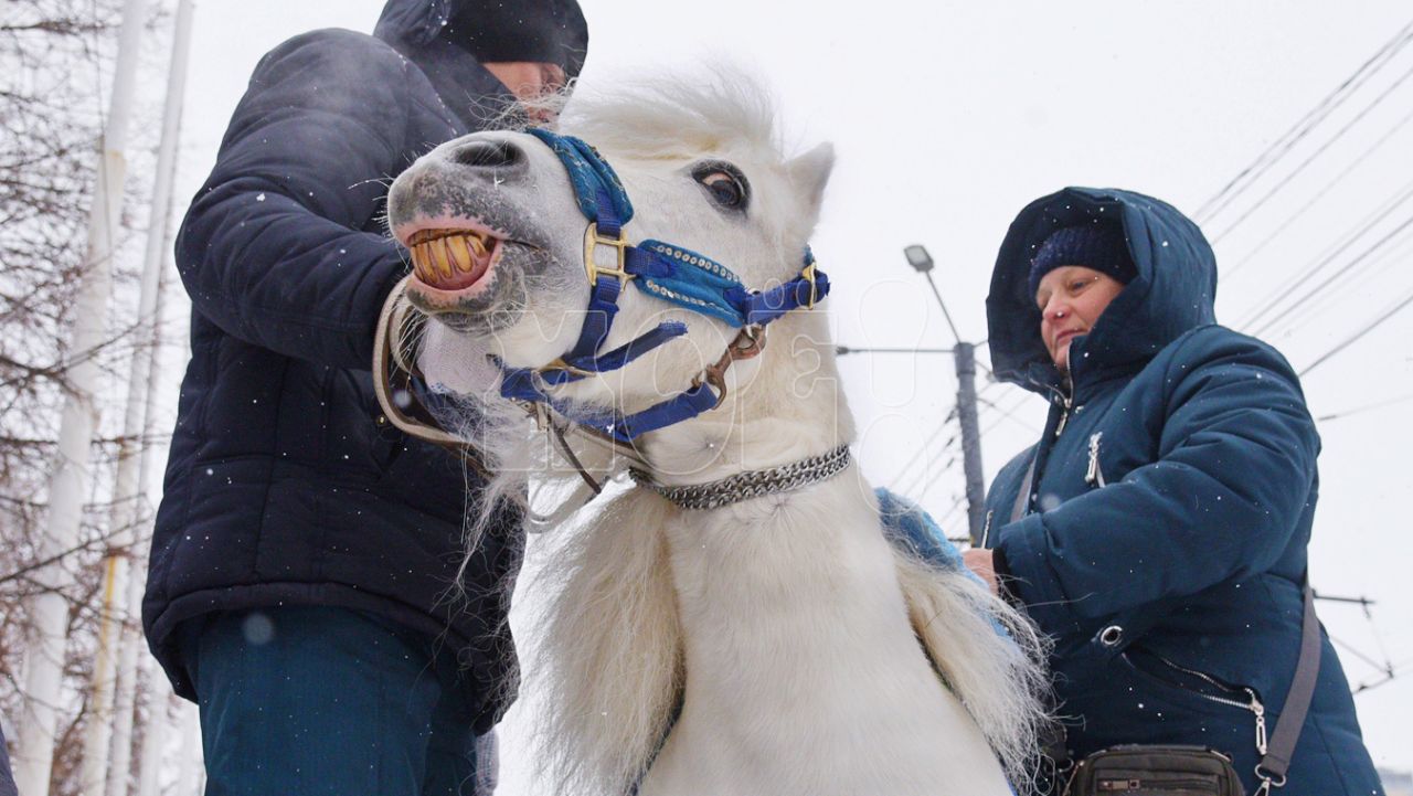 Как один запрет оставил детей без аттракциона с животными в центре Воронежа
