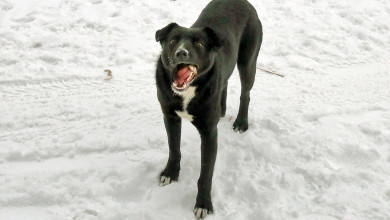 «Бродячие псы загрызли Артёма прямо у дома, а дело замяли!»