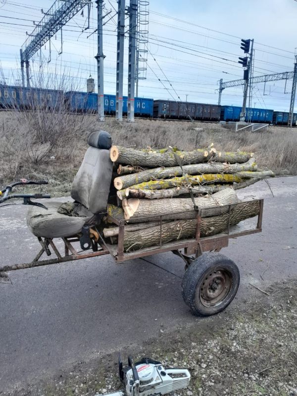 Жителя Воронежской области задержали за&nbsp;вырубку клёнов