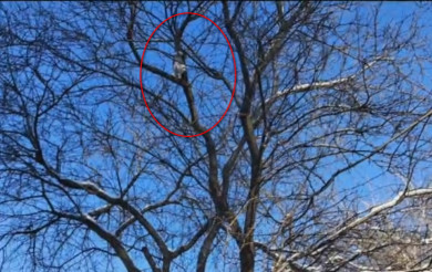 Воронежцы спасли кота, примерзшего хвостом к ветке дерева