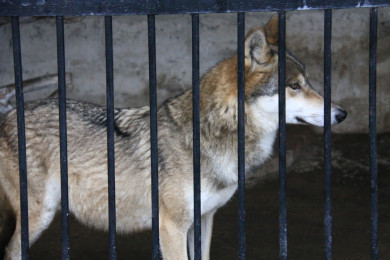 Специалисты воронежского лесхоза прокомментировали слухи о нападении волков