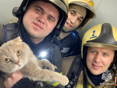 Трёх человек и кота спасли из пожара в Воронеже