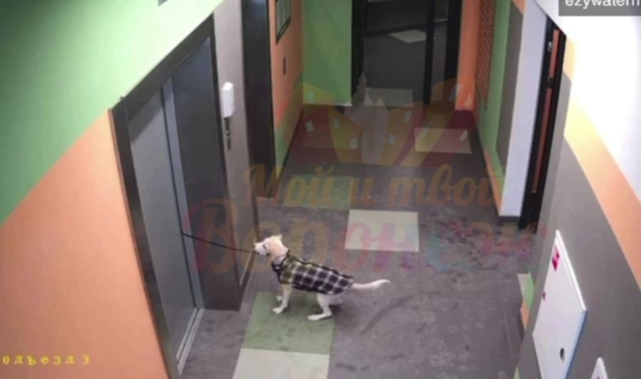 Собаку едва не&nbsp;задушил застрявший в&nbsp;дверях лифта поводок в&nbsp;Воронеже