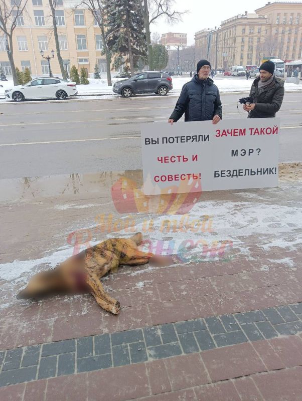 Зоозащитник принёс труп собаки к зданию мэрии Воронежа