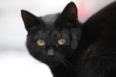 Воронежские спасатели вызволили кошку из опасной ловушки