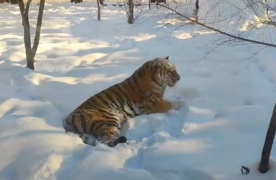 Краснокнижная тигрица появилась в Воронежском зоопарке