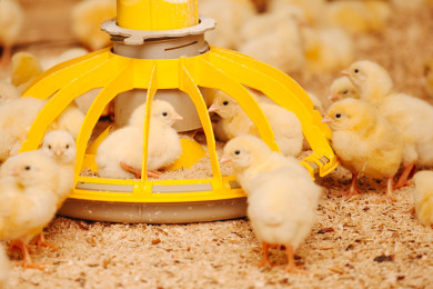 В России начнут производить высокопродуктивных цыплят