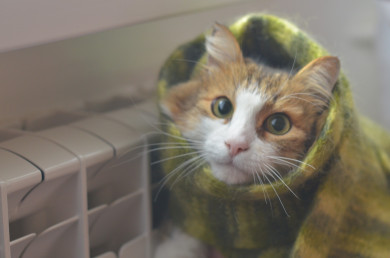 Воронежской котельной, которая грела 1 200 потребителей, незаконно отключили газ 