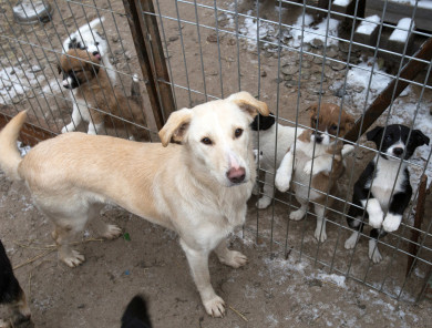 Воронежцы могут пожаловаться на бездомных собак на горячую линию