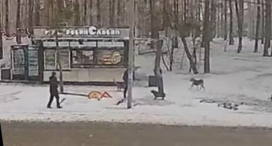 Стая бродячих собак набросилась на воронежцев у автобусной остановки