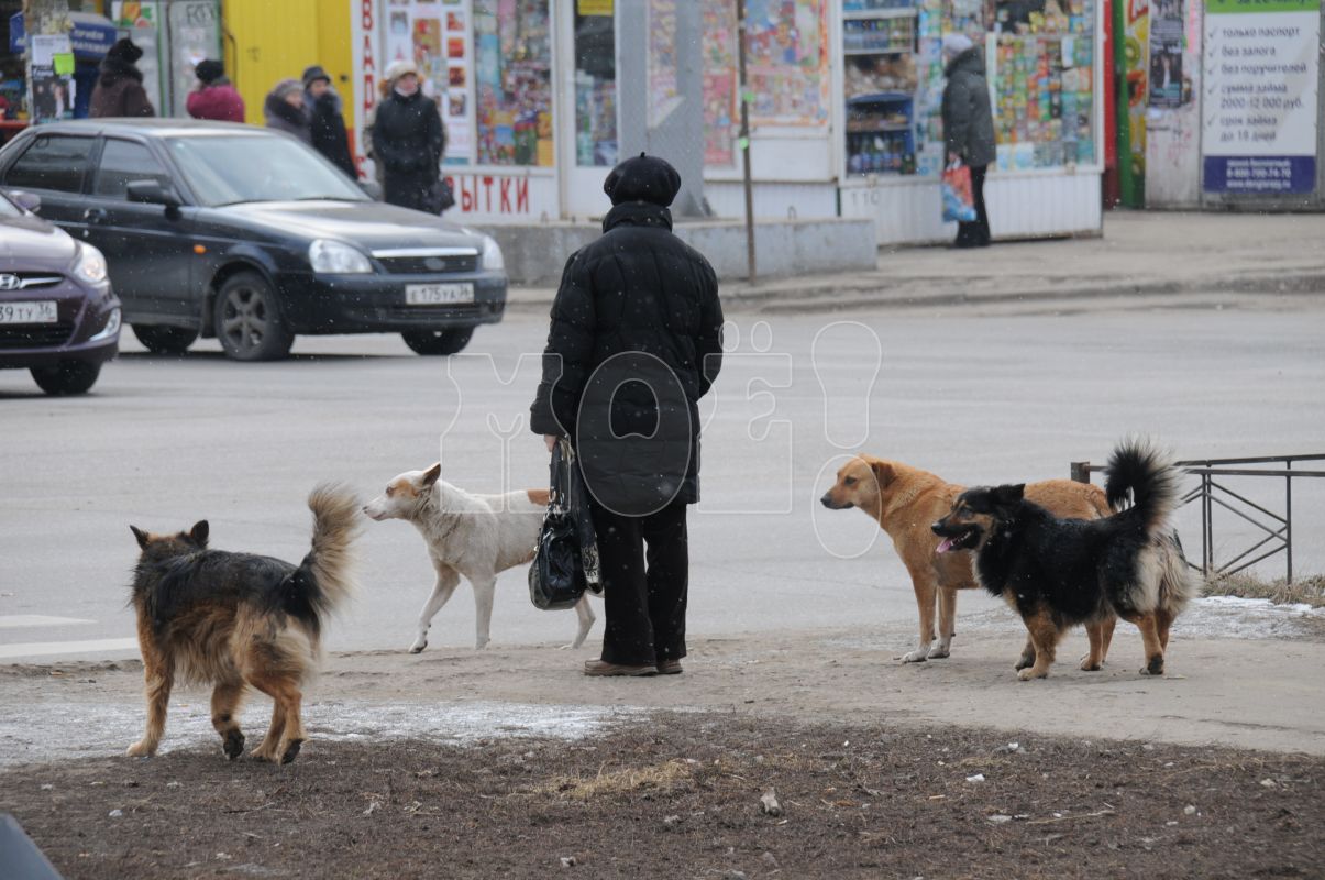 70 воронежцев пожаловались на бездомных собак за сутки