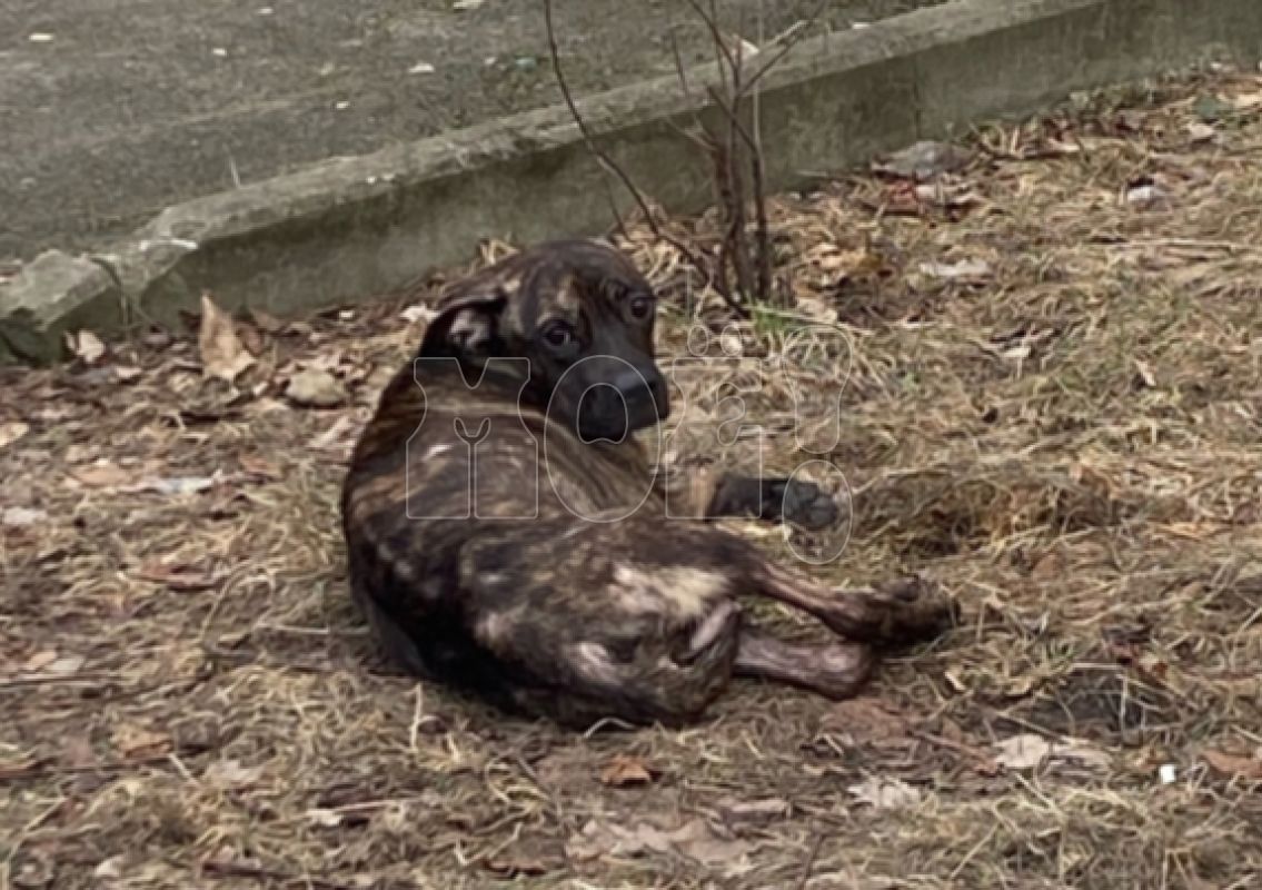 «Хозяева — живодёры»: воронежцы забили тревогу из-за истощённой собаки с&nbsp;семью щенками