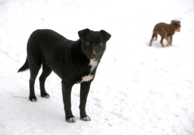 «Усыплять бродячих собак не варварство. Варварство — их кормить!». Часть 1