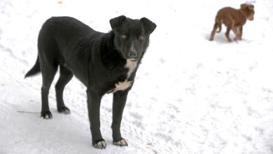 Как зоозащитники продавили закон, позволяющий им получать миллионы из бюджета. Часть 2