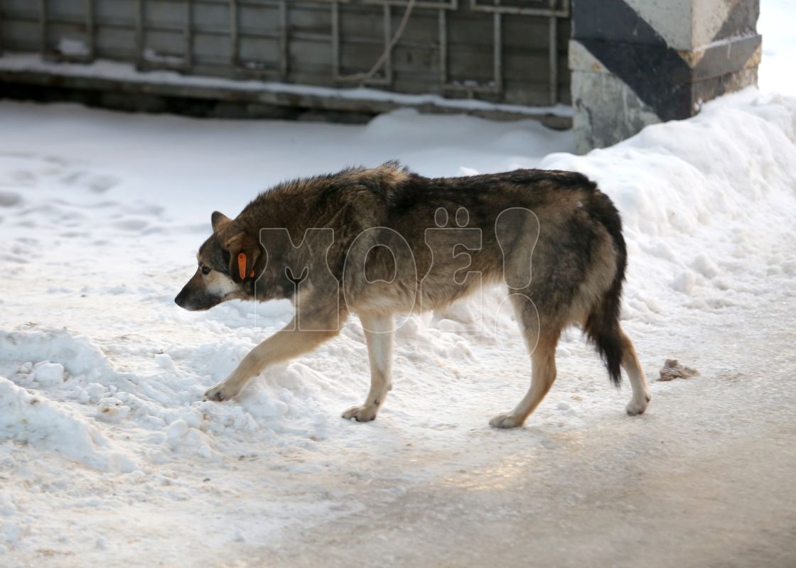 Выяснилось, жители каких районов Воронежа чаще всего жалуются на бродячих собак
