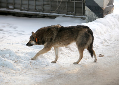 Выяснилось, жители каких районов Воронежа чаще всего жалуются на бродячих собак