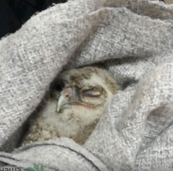 Крохотного совёнка, найденного на снегу в Воронеже, вернули пернатым родителям