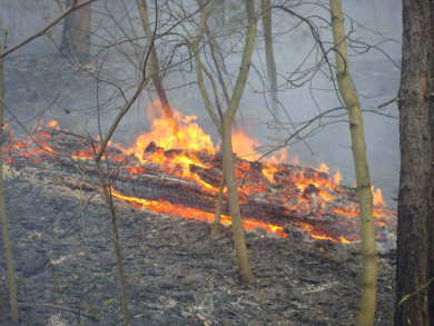 Четыре ландшафтных пожара зарегистрировали в Воронежской области