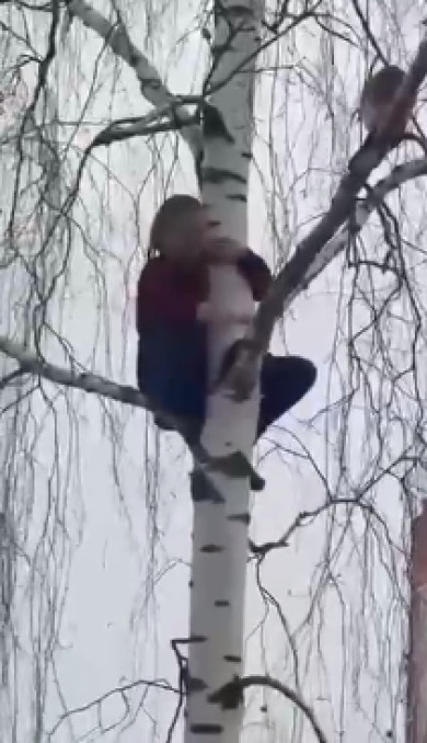 Девушка попыталась спасти кота и сама застряла на дереве