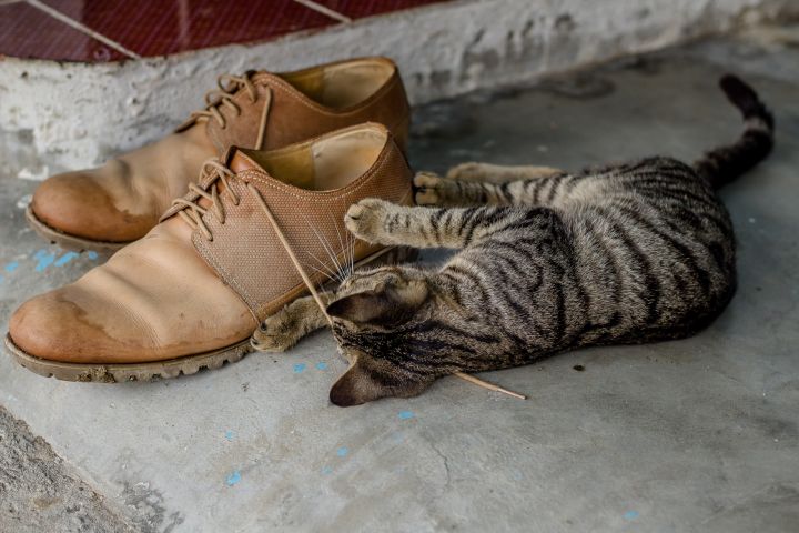 Почему кошки метят нашу обувь?
