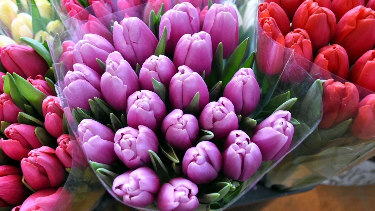 Как сохранить срезанные цветы