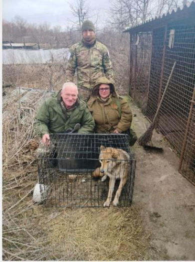 Волчицу и енотовидных собак вывезли из зоны СВО в Воронеж