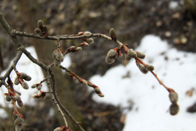 Прогноз погоды в Воронеже на вторник, 12 марта