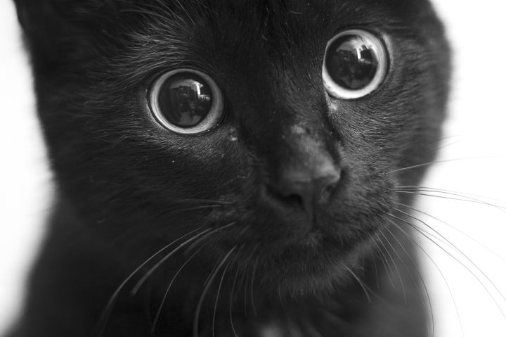 5 причин, почему у кошек расширяются зрачки